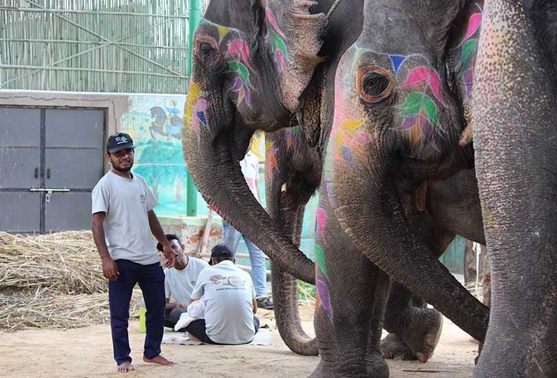 A Day in the Life of Radha in Ele Jungle (Elephants Sanctuary in Jaipur): The Playful Elephant