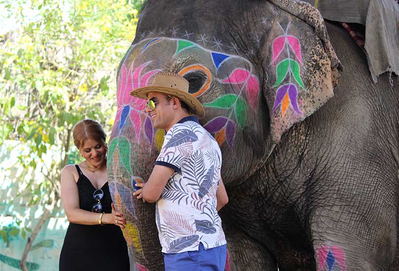 A Spectacular Journey Through Activities with Majestic Giants