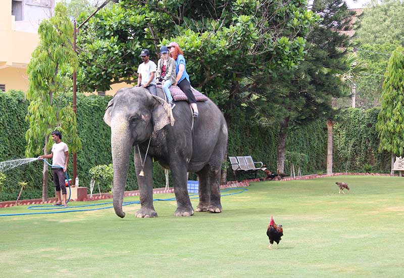 COMBINING ELEPHANT SAFARIS WITH JAIPUR'S OTHER ATTRACTIONS