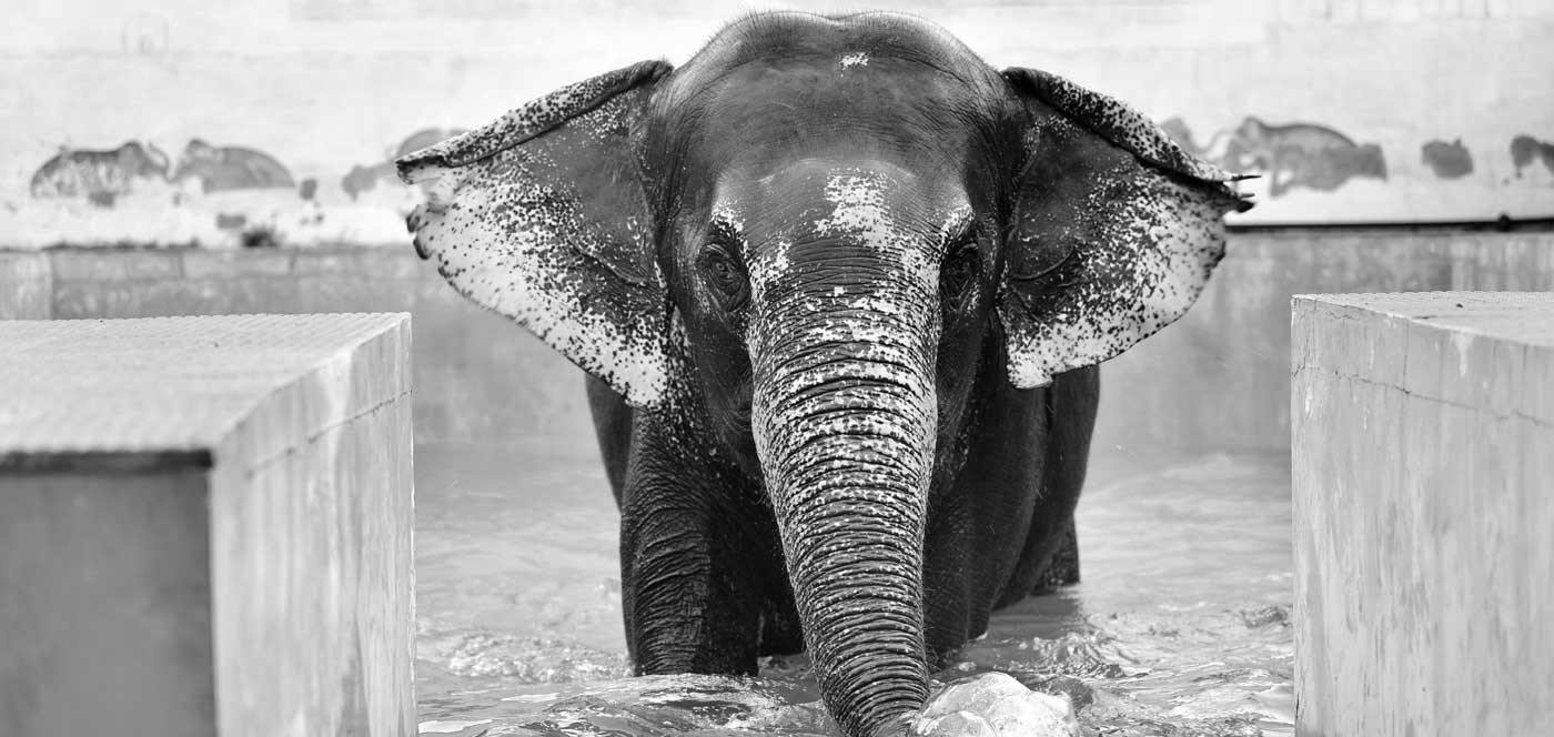 The idea of spending a day at Elephant Sanctuary in Jaipur