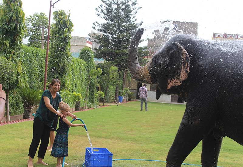 Elephant Activity In India