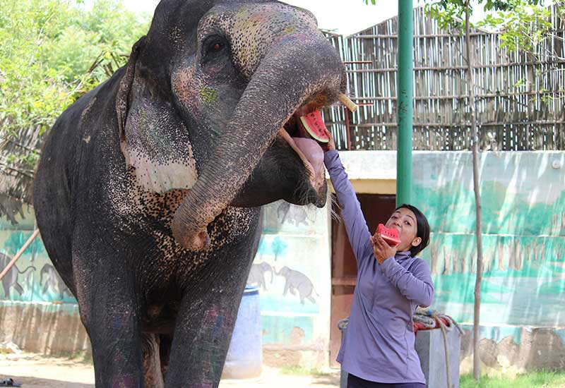 Elephant Activity In Jaipur