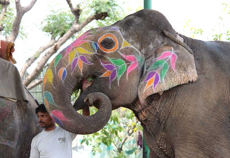 Elephant paint activity in Jaipur