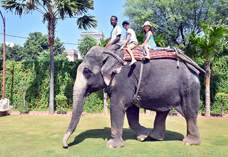 Elephant Ride in Jaipur