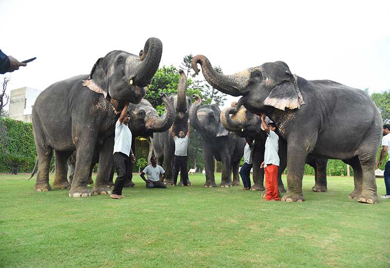 Elephant Safari In India