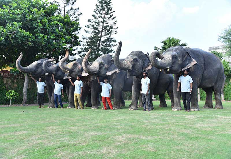 Elephant Safari In Jaipur