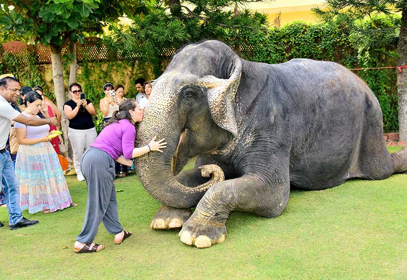 Elephant Safari In Rajasthan