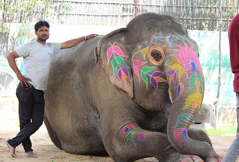 Elephant Sanctuary In India, India Elephant Sanctuary