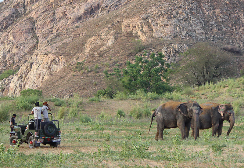 elephant village in jaipur
