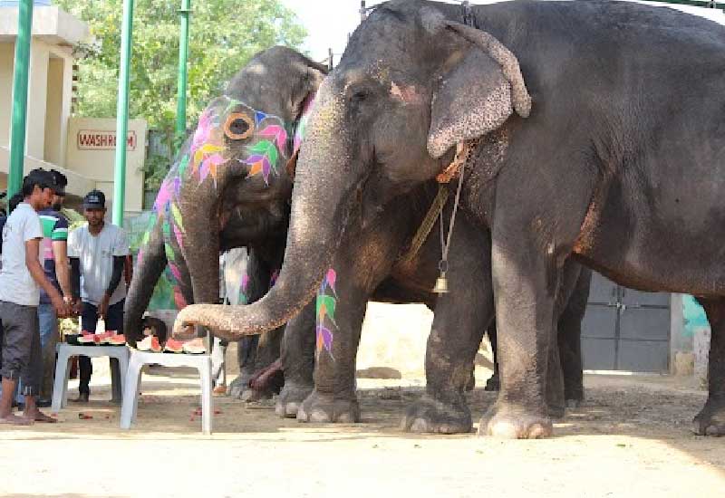 Guardians of the Gentle Giants: A Comprehensive Look into Elephant Conservation and Rehabilitation at Ele Jungle
