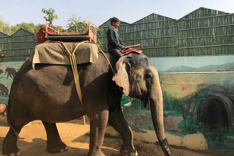 Jaipur Day Tour – Palaces, Culture & Elephant Village in Jaipur