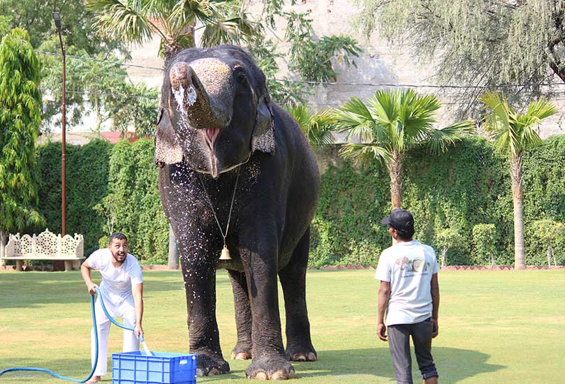 Mahouts Through the Ages: Nurturing Bonds with Elephants Across Generations