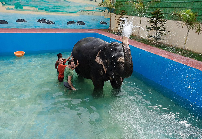 Swimming pool activity with elephants in Jaipur