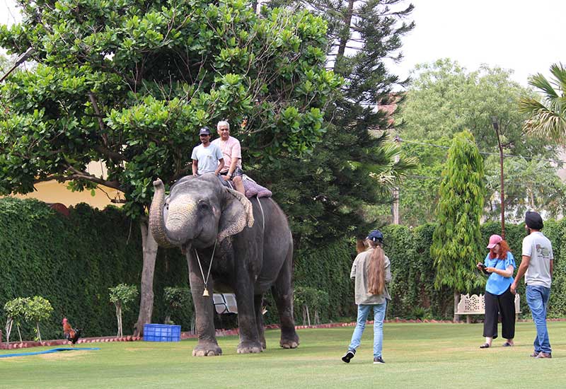 The Evolution of Elephant Tourism in Jaipur: Then and Now