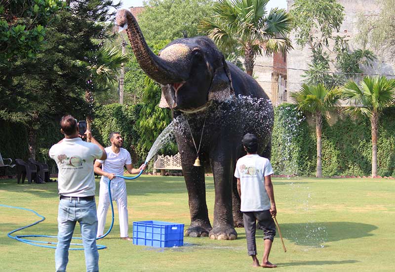 The Impact of Tourism on Jaipur's Elephant Population