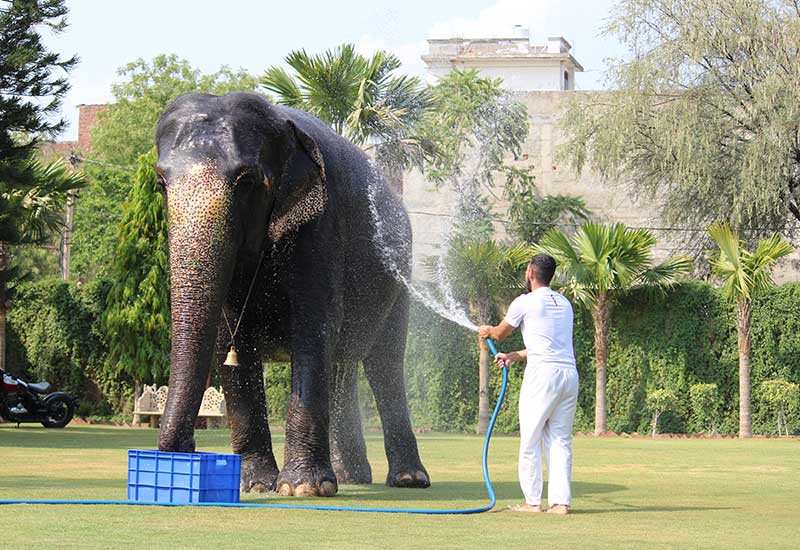 The Majestic Elephants Of EleJungle: An Elephant Sanctuary In Jaipur