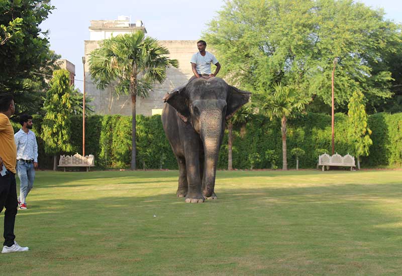 Top elephant safari operators in Jaipur