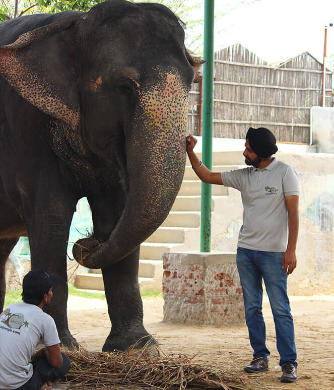 Book Your Incredible Experiences - Best Elephant Activities in Jaipur