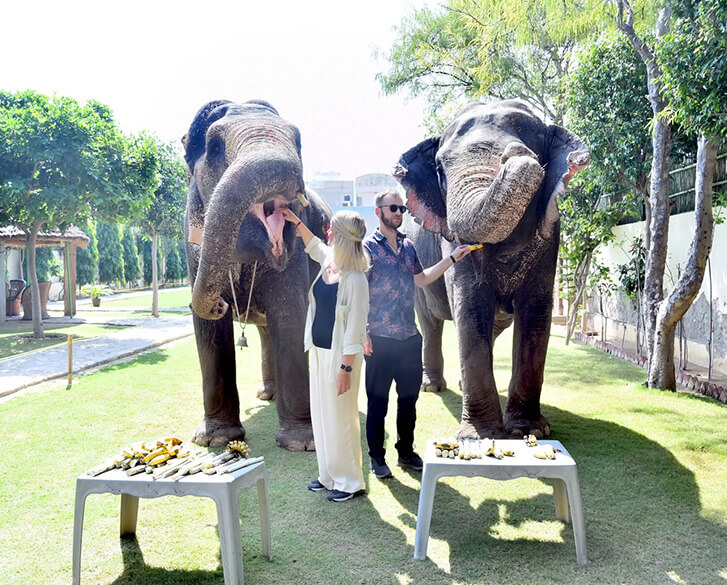 Feed the Elephant