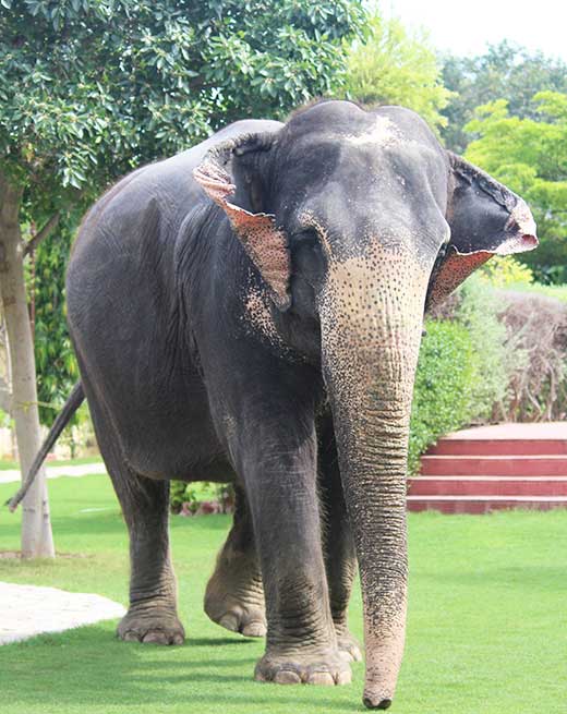 Bijli