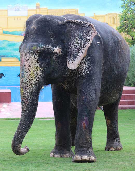 Jaya