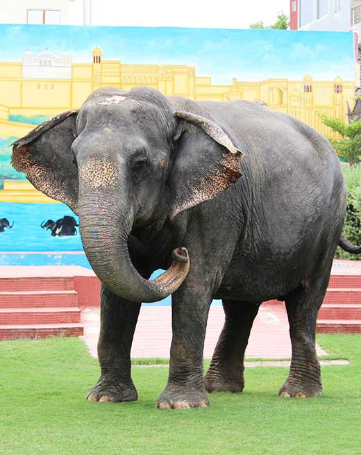 Rupa